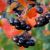 Aronia Berry (Chokeberry), Buah Tersehat di Dunia yang Kaya Gizi dan Manfaat
