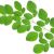 Manfaat Daun Kelor (Moringa oleifera): untuk Mata Hingga Diabetes
