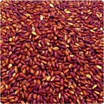 Beras Merah Fermentasi Monascus merupakan salah satu makanan penurun kolesterol