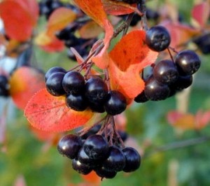 Buah Aronia Berry (chokeberry)