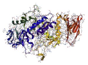 Fungsi Enzim Amilase