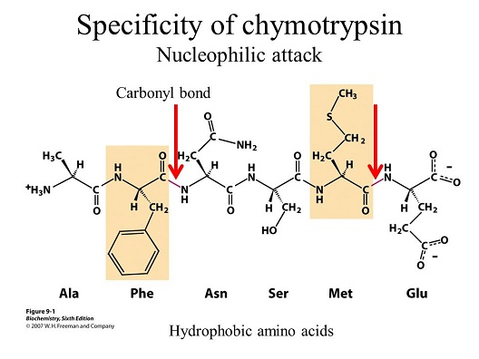 Fungsi Enzim Kimotripsin