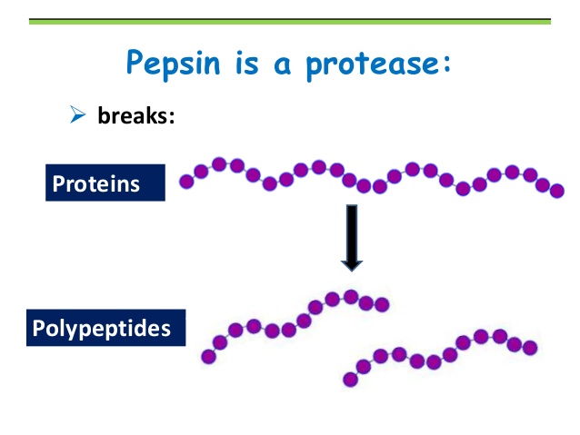 Fungsi Enzim Pepsin