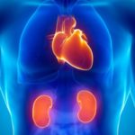 Penyakit Jantung dan Ginjal