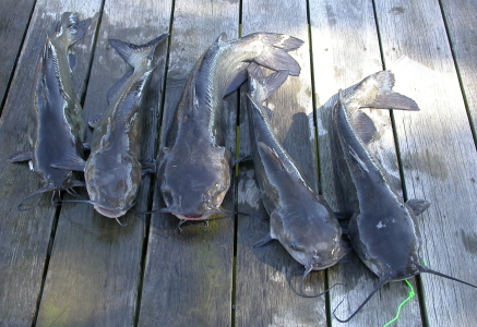 Bolehkah Ibu Hamil Makan Ikan Lele?