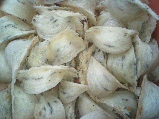 Manfaat dan Khasiat Sarang Burung Walet Bagi Kesehatan